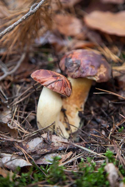 Doppel-Pilz imleria badia allgemein bekannt als der Lorbeer-Steinpilz o — Stockfoto