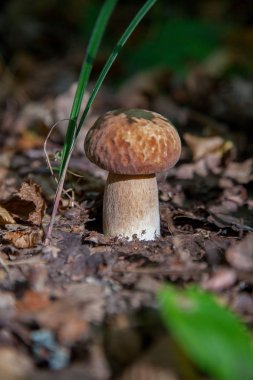 Vahşi doğada tek boletus mantarı. Porcini mantar t yetişir