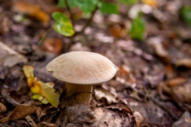 Vahşi doğada tek boletus mantarı. Porcini mantar t yetişir