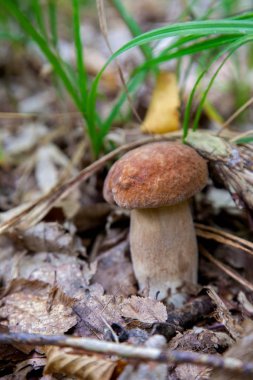 Vahşi doğada boletus mantarı. Porcini mantar ön planda yetişir
