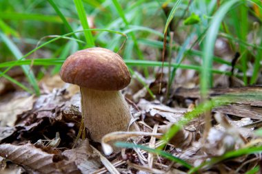 Vahşi doğada boletus mantarı. Porcini mantar ön planda yetişir