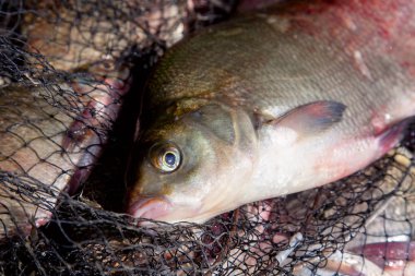 Keepnet büyük tatlı su ortak çipura balık yakından görünümü