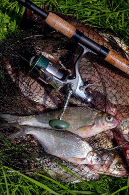 Bronz ile keepnet iki tatlı su beyaz çipura veya gümüş çipura