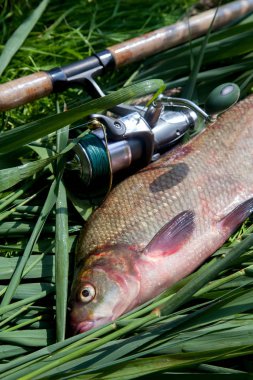 Büyük tatlı su ortak çipura balık ve gr makara ile olta