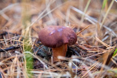 Imleria badia ya da Boletus badius genellikle körfez boleti olarak bilinir.