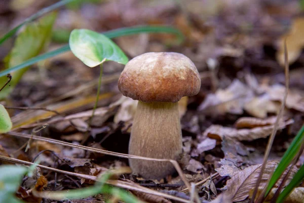 Cogumelo Boletus único na natureza. Cogumelo Porcini cresce em t — Fotografia de Stock