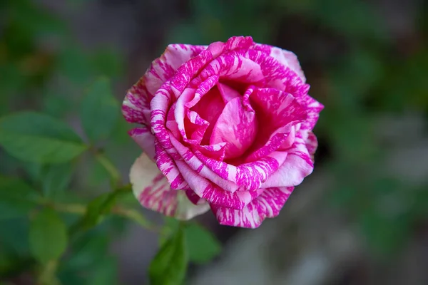 Hermoso rosal creciendo en la garde — Foto de Stock