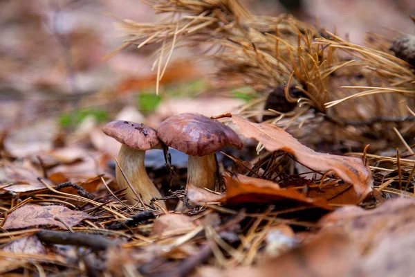 Doppelpilz imleria badia, allgemein bekannt als Lorbeer-Steinpilz — Stockfoto