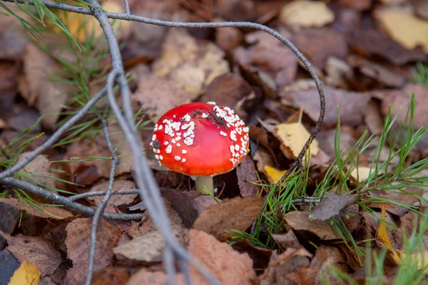 Amanita muscaria, comúnmente conocida como la mosca agárica o mosca amanit — Foto de Stock