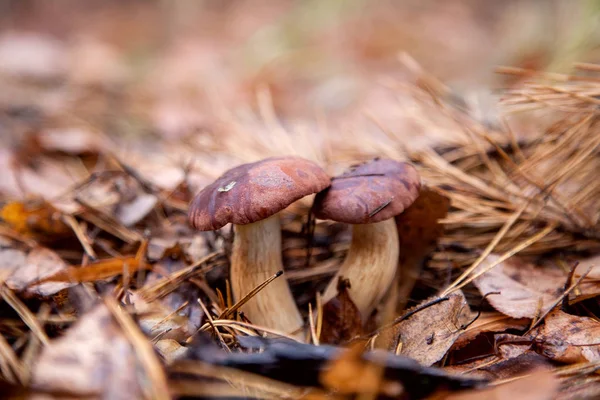 Dubbele paddenstoel imleria badia algemeen bekend als de baai bolete — Stockfoto