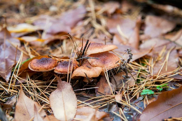 Дикі лісові гриби медові агаристики в лісі серед червоного — стокове фото