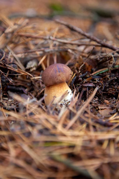 Imleria badia eller Boletus badius allmänt känd som Bay Bolete — Stockfoto