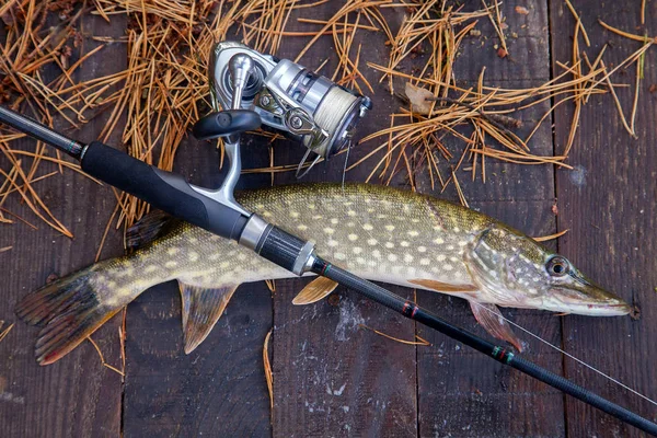 Freshwater pike and fishing equipment lies on wooden background