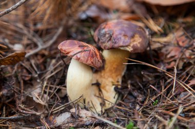 Çifte mantar imleria badia yaygın olarak Bay bolete o olarak bilinir.