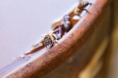 İnsan worl meraklı bir arı yakın