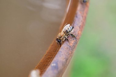 Kahverengi vintage backgron üzerinde arı içecek su yakın