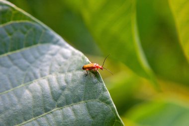 Küçük kırmızı halının doğal arka grubunda yakın görüntüsü