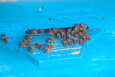 Apiary mavi arı kovanı girişinde swarming arılar