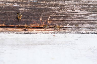 Apiary beyaz arı kovanı girişinde swarming arılar