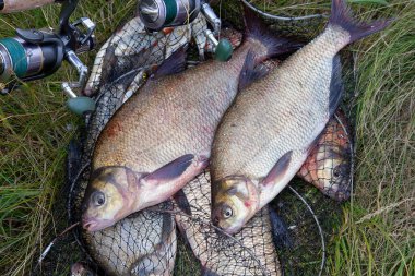 Başarılı balıkçılık - iki tatlı su çipura balık ve olta 
