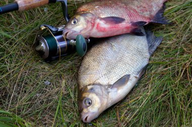 İki büyük tatlı su ortak çipura balık ve Olta Makarası o ile