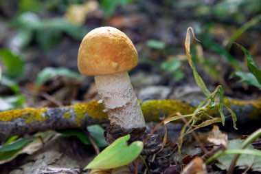 Vahşi doğada tek kırmızı boletus mantarı. Kırmızı boletus mantar gr