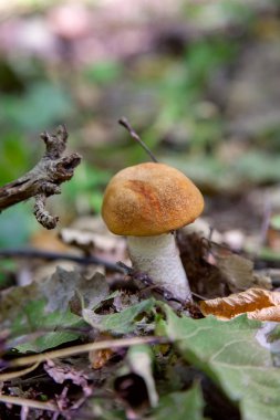 Vahşi doğada tek kırmızı boletus mantarı. Kırmızı boletus mantar gr