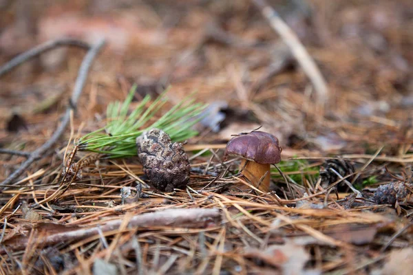 Imleria badia o Boletus badius comúnmente conocido como el bolete de la bahía — Foto de Stock