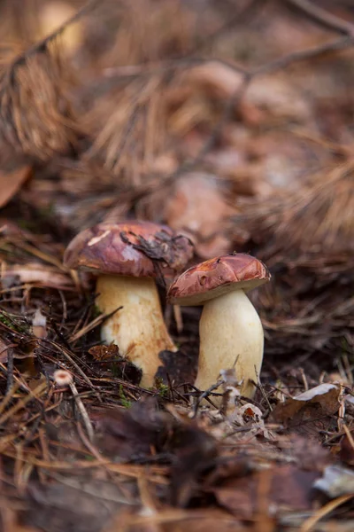 Dubbele paddenstoel imleria badia algemeen bekend als de baai bolete o — Stockfoto