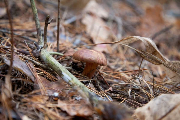 Imleria badia o Boletus badius comúnmente conocido como el bolete de la bahía — Foto de Stock