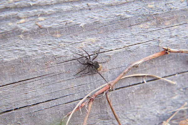 Vista de cerca de la pequeña araña en el fondo natural —  Fotos de Stock