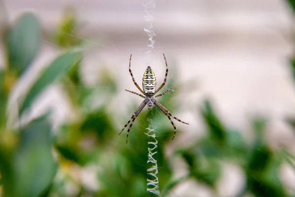 Yellow striped spider outside in nature in her spider web. — Stok fotoğraf