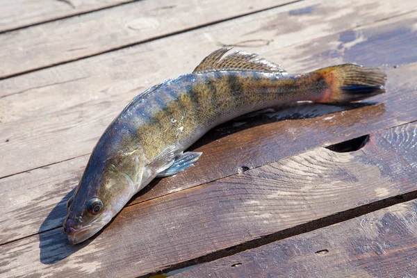 Sötvatten Zander på trä bakgrund — Stockfoto