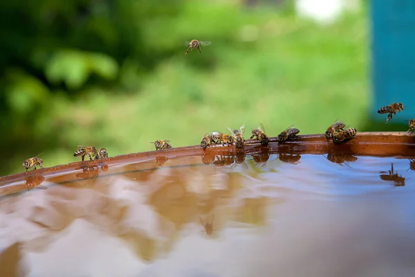Las abejas beben agua en el caluroso día de verano —  Fotos de Stock