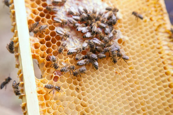 Vista da vicino delle api che lavorano a nido d'ape con miele dolce — Foto Stock