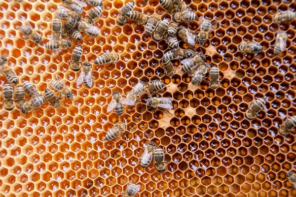 甘い蜂蜜とハニカムの働き蜂のクローズ アップ表示 — ストック写真