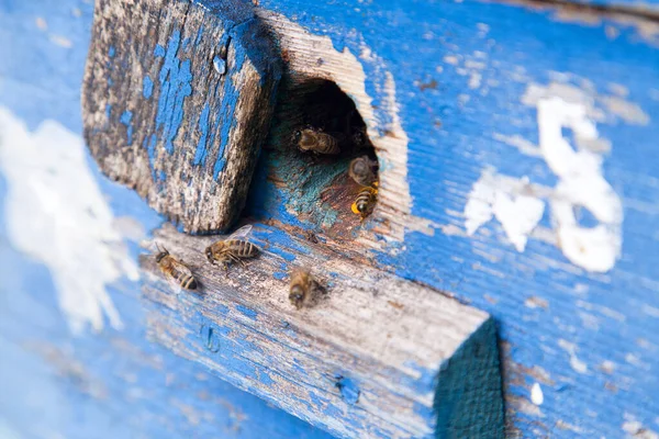 Enjambre de abejas en la entrada de la colmena azul en el colmenar — Foto de Stock