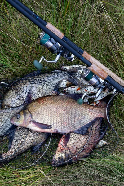 Successful fishing -  big freshwater bream fish and fishing rod