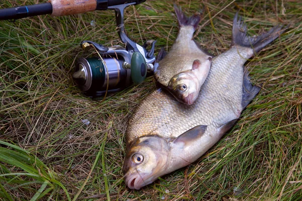 Framgångsrikt fiske-två sötvatten braxen fisk och fiskespö — Stockfoto