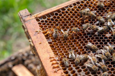 Arı kovanının çerçeveleri. Petek üzerinde çalışan arıların yakından görünümü. Arılar bazı hayvanlar ve petek yapısı gösteren yakın