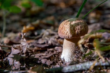Boletus edulis (cep, penny topuz, porcino veya kral bolete, genellikle porcini mantar denir) yosun ve kuru düşmüş yaprakları arasında orman zeminde sonbahar sezonunda yetişir