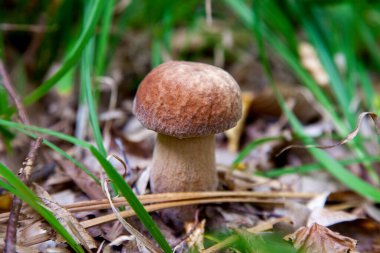 Boletus edulis (cep, penny topuz, porcino veya kral bolete, genellikle porcini mantar denir) yosun, yeşil çim ente ve sonbahar sezonunda düşmüş yaprakları arasında orman zeminüzerinde yetişir