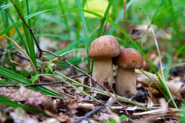 Boletus edulis mantar ailesi (cep, penny topuz, porcino veya kral bolete, genellikle porcini mantar denir) yosun, yeşil çim ente ve sonbahar sezonunda düşmüş yaprakları arasında orman zeminüzerinde yetişir