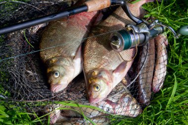 İyi yakaladın. Yeni su büyük tatlı su ortak çipura bronz çipura veya sazan balığı (Abramis brama) ve olta ile doğal zemin üzerine reel olarak bilinen çekilen. Balık ve olta ile reel yeşil çimenlerin üzerinde doğal bileşimi