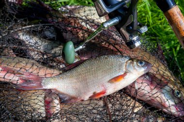 Balıkçılık konsepti. Tatlı su balıkları ve içinde balıkçılık yakalamak ile keepnet üzerinde makaraları ile olta. Yeşil çim üzerinde bronz çipura veya sazan bream (Abramis brama) olarak bilinen ortak çipuralar ile keepnet tek tatlı su beyaz çipura veya gümüş çipura