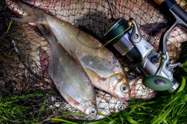 Balıkçılık konsepti. Tatlı su balıkları ve içinde balıkçılık yakalamak ile keepnet üzerinde makaraları ile olta. Yeşil çimüzerinde bronz çipura veya sazan bream (Abramis brama) olarak bilinen ortak çipuralar ile keepnet iki tatlı su beyaz çipura veya gümüş çipura