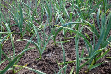 Sarımsak sebze yatağa büyür. Tüyler yeşil soğan ve sarımsak bahçede büyüyor. Bahar hasat. Yere satırları