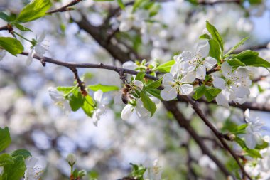 İlkbaharda meyve bahçesi. Tatlı bal yapmak için polen ve nektar toplama elma ağacının beyaz çiçek üzerinde bal arısı yakından görünümü. Bahçede elma ağacının küçük yeşil yaprakları ve beyaz çiçekleri