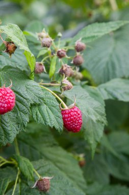 Bir sürü kırmızı olgun ahududu bir Bush. Taze organik çilek ahududu kamışı üzerinde yeşil yaprakları ile kapatın. Yaz Bahçe köyünde. Çilek hasat çiftliğinde büyüyen