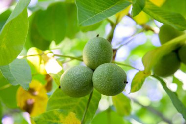 Mavi arka planda bir ağaca asılı taze ceviz. Bahçede olgunlaşmamış meyve ile yeşil ceviz brunch